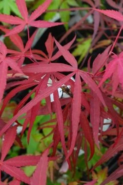 Hubb's Red Willow Japanese Maple - 3 Gallon Pot -Garden Plants shop acer palmatum hubbs red willow japanese maple 4