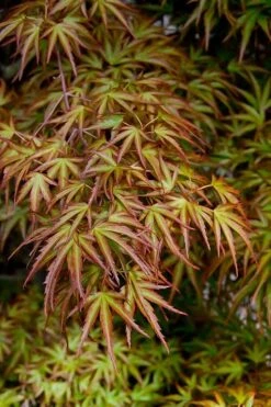 Eagle's Claw Japanese Maple - (Acer Palmatum 'Kamagata') - 5 Gallon Pot -Garden Plants shop acer palmatum kamagata eagles claw japanese maple 2