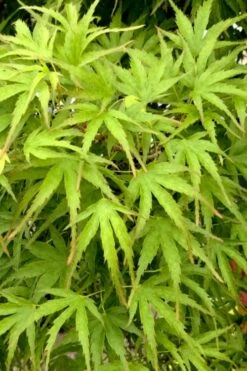 Eagle's Claw Japanese Maple - (Acer Palmatum 'Kamagata') - 5 Gallon Pot -Garden Plants shop acer palmatum kamagata eagles claw japanese maple 3