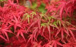 Eagle's Claw Japanese Maple - (Acer Palmatum 'Kamagata') - 5 Gallon Pot -Garden Plants shop acer palmatum kamagata eagles claw japanese maple 4