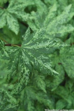Kumoi Nishiki Japanese Full Moon Maple - 2 Gallon Pot -Garden Plants shop acer palmatum kumoi nishiki 1