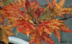 Kumoi Nishiki Japanese Full Moon Maple - 2 Gallon Pot -Garden Plants shop acer palmatum kumoi nishiki 12