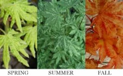 Kumoi Nishiki Japanese Full Moon Maple - 2 Gallon Pot -Garden Plants shop acer palmatum kumoi nishiki 13