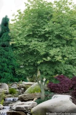 Kumoi Nishiki Japanese Full Moon Maple - 2 Gallon Pot -Garden Plants shop acer palmatum kumoi nishiki japanese maple 3