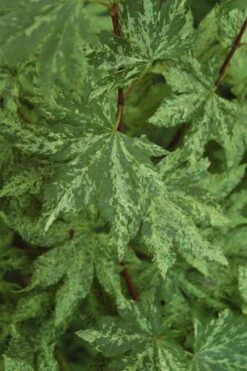 Kumoi Nishiki Japanese Full Moon Maple - 3 Gallon Pot 9 Kumoi Nishiki Japanese Full Moon Maple - 3 Gallon Pot -Garden Plants shop acer palmatum kumoi nishiki japanese maple 4 1