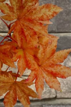 Kumoi Nishiki Japanese Full Moon Maple - 3 Gallon Pot 7 Kumoi Nishiki Japanese Full Moon Maple - 3 Gallon Pot -Garden Plants shop acer palmatum kumoi nishiki japanese maple 7 1