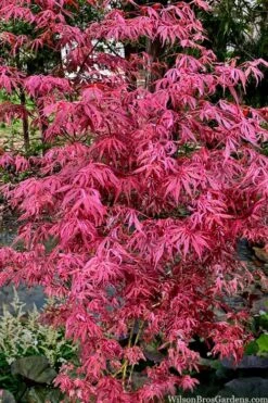 Lileeanne's Jewel Pink Leaf Japanese Maple - 3 Gallon Pot -Garden Plants shop acer palmatum lileeannes jewel 6