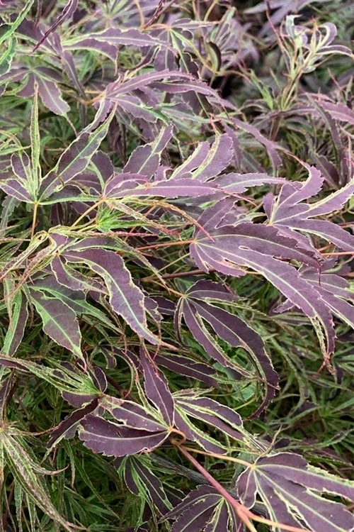 Manyo No Sato Purple Leaf Japanese Maple - 2 Gallon Pot Manyo No Sato Purple Leaf Japanese Maple - 2 Gallon Pot -Garden Plants shop acer palmatum manyo no sato japanese maple 4