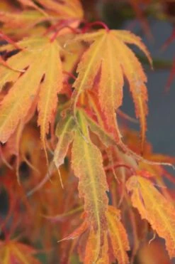 Manyo No Sato Purple Leaf Japanese Maple - 2 Gallon Pot 5 Manyo No Sato Purple Leaf Japanese Maple - 2 Gallon Pot -Garden Plants shop acer palmatum manyo no sato japanese maple 7