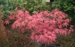Olsen's Frosted Strawberry Japanese Maple - 3 Gallon Pot 10 Olsen's Frosted Strawberry Japanese Maple - 3 Gallon Pot -Garden Plants shop acer palmatum olsens frosted strawberry japanese maple 10
