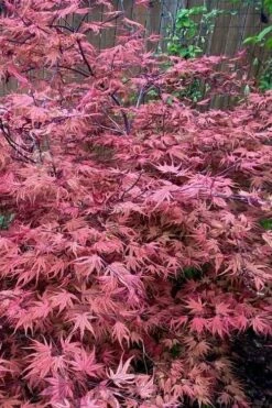 Olsen's Frosted Strawberry Japanese Maple - 3 Gallon Pot 5 Olsen's Frosted Strawberry Japanese Maple - 3 Gallon Pot -Garden Plants shop acer palmatum olsens frosted strawberry japanese maple 11