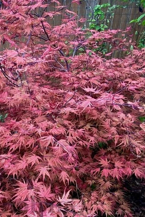 Olsen's Frosted Strawberry Japanese Maple - 3 Gallon Pot Olsen's Frosted Strawberry Japanese Maple - 3 Gallon Pot -Garden Plants shop acer palmatum olsens frosted strawberry japanese maple 11