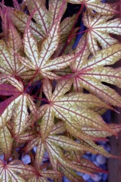 Olsen's Frosted Strawberry Japanese Maple - 3 Gallon Pot 8 Olsen's Frosted Strawberry Japanese Maple - 3 Gallon Pot -Garden Plants shop acer palmatum olsens frosted strawberry japanese maple 12