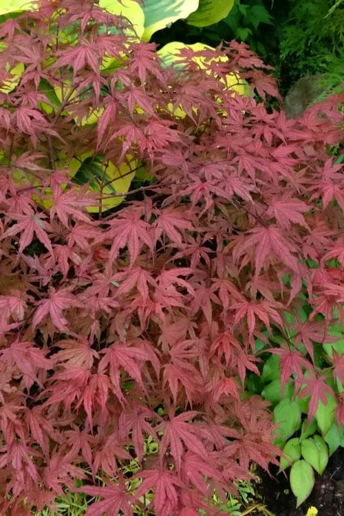 Olsen's Frosted Strawberry Japanese Maple - 3 Gallon Pot Olsen's Frosted Strawberry Japanese Maple - 3 Gallon Pot -Garden Plants shop acer palmatum olsens frosted strawberry japanese maple 13