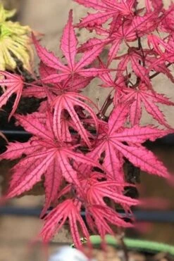 Olsen's Frosted Strawberry Japanese Maple - 3 Gallon Pot 4 Olsen's Frosted Strawberry Japanese Maple - 3 Gallon Pot -Garden Plants shop acer palmatum olsens frosted strawberry japanese maple 17