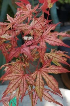 Olsen's Frosted Strawberry Japanese Maple - 3 Gallon Pot 13 Olsen's Frosted Strawberry Japanese Maple - 3 Gallon Pot -Garden Plants shop acer palmatum olsens frosted strawberry japanese maple 18