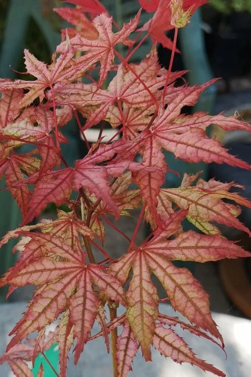 Olsen's Frosted Strawberry Japanese Maple - 3 Gallon Pot Olsen's Frosted Strawberry Japanese Maple - 3 Gallon Pot -Garden Plants shop acer palmatum olsens frosted strawberry japanese maple 18