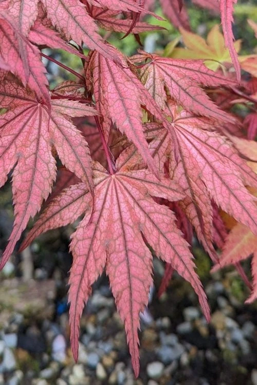 Olsen's Frosted Strawberry Japanese Maple - 3 Gallon Pot Olsen's Frosted Strawberry Japanese Maple - 3 Gallon Pot -Garden Plants shop acer palmatum olsens frosted strawberry japanese maple 19