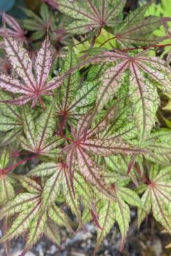 Olsen's Frosted Strawberry Japanese Maple - 3 Gallon Pot 6 Olsen's Frosted Strawberry Japanese Maple - 3 Gallon Pot -Garden Plants shop acer palmatum olsens frosted strawberry japanese maple 20