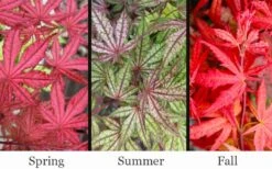 Olsen's Frosted Strawberry Japanese Maple - 3 Gallon Pot 3 Olsen's Frosted Strawberry Japanese Maple - 3 Gallon Pot -Garden Plants shop acer palmatum olsens frosted strawberry japanese maple 23