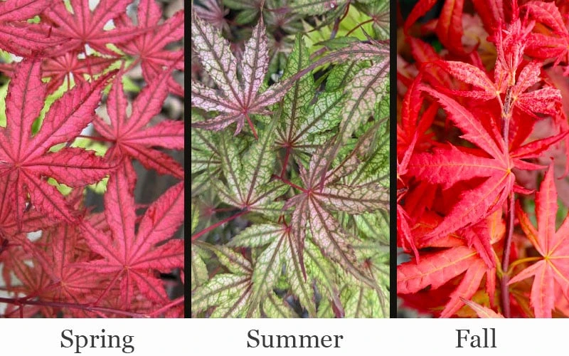 Olsen's Frosted Strawberry Japanese Maple - 3 Gallon Pot Olsen's Frosted Strawberry Japanese Maple - 3 Gallon Pot -Garden Plants shop acer palmatum olsens frosted strawberry japanese maple 23
