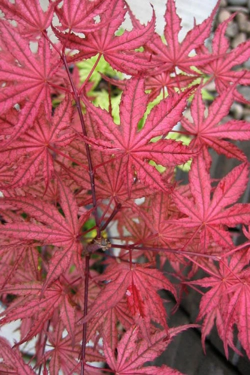 Olsen's Frosted Strawberry Japanese Maple - 3 Gallon Pot Olsen's Frosted Strawberry Japanese Maple - 3 Gallon Pot -Garden Plants shop acer palmatum olsens frosted strawberry japanese maple 5