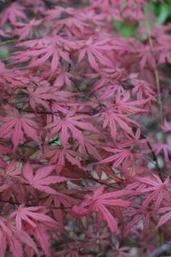 Olsen's Frosted Strawberry Japanese Maple - 3 Gallon Pot 9 Olsen's Frosted Strawberry Japanese Maple - 3 Gallon Pot -Garden Plants shop acer palmatum olsens frosted strawberry japanese maple 7