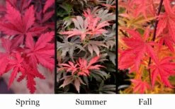 Orion Dwarf Red Japanese Maple - 2 Gallon Pot -Garden Plants shop acer palmatum orion japanese maple 10