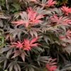 Orion Dwarf Red Japanese Maple - 2 Gallon Pot