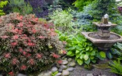 Orion Dwarf Red Japanese Maple - 2 Gallon Pot -Garden Plants shop acer palmatum orion japanese maple 6
