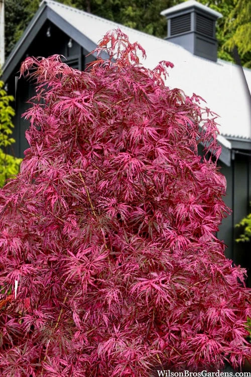 Pink Ballerina Japanese Maple - 5 Gallon Pot Pink Ballerina Japanese Maple - 5 Gallon Pot -Garden Plants shop acer palmatum pink ballerina 10 1