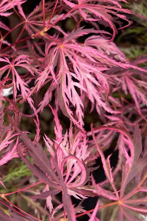 Pink Ballerina Japanese Maple - 2 Gallon Pot Pink Ballerina Japanese Maple - 2 Gallon Pot -Garden Plants shop acer palmatum pink ballerina 3