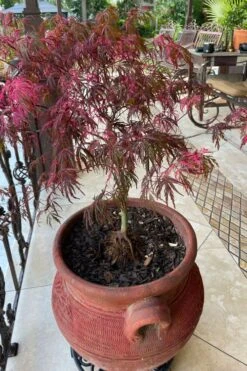 Pink Ballerina Japanese Maple - 2 Gallon Pot 4 Pink Ballerina Japanese Maple - 2 Gallon Pot -Garden Plants shop acer palmatum pink ballerina japanese maple 4
