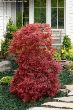 Red Filigree Lace Weeping Japanese Maple - 3 Gallon Pot 8 Red Filigree Lace Weeping Japanese Maple - 3 Gallon Pot -Garden Plants shop acer palmatum red filigree japanese maple 10 1