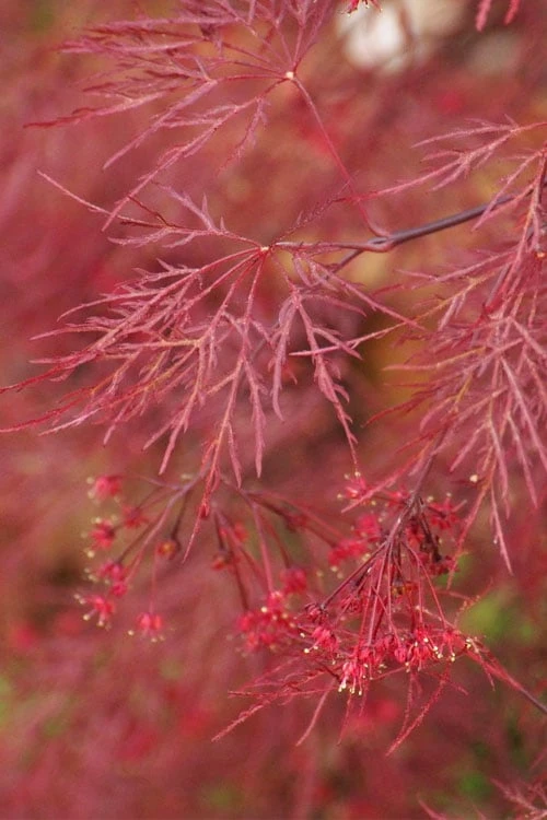 Red Filigree Lace Weeping Japanese Maple - 3 Gallon Pot Red Filigree Lace Weeping Japanese Maple - 3 Gallon Pot -Garden Plants shop acer palmatum red filigree japanese maple 4