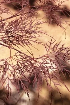 Red Filigree Lace Weeping Japanese Maple - 3 Gallon Pot 6 Red Filigree Lace Weeping Japanese Maple - 3 Gallon Pot -Garden Plants shop acer palmatum red filigree japanese maple 5