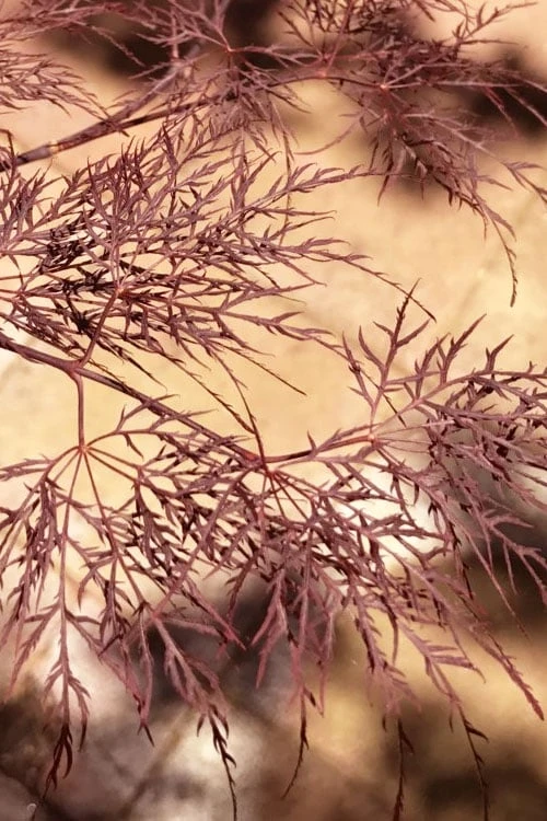 Red Filigree Lace Weeping Japanese Maple - 3 Gallon Pot Red Filigree Lace Weeping Japanese Maple - 3 Gallon Pot -Garden Plants shop acer palmatum red filigree japanese maple 5
