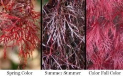 Red Filigree Lace Weeping Japanese Maple - 3 Gallon Pot 3 Red Filigree Lace Weeping Japanese Maple - 3 Gallon Pot -Garden Plants shop acer palmatum red filigree japanese maple 7
