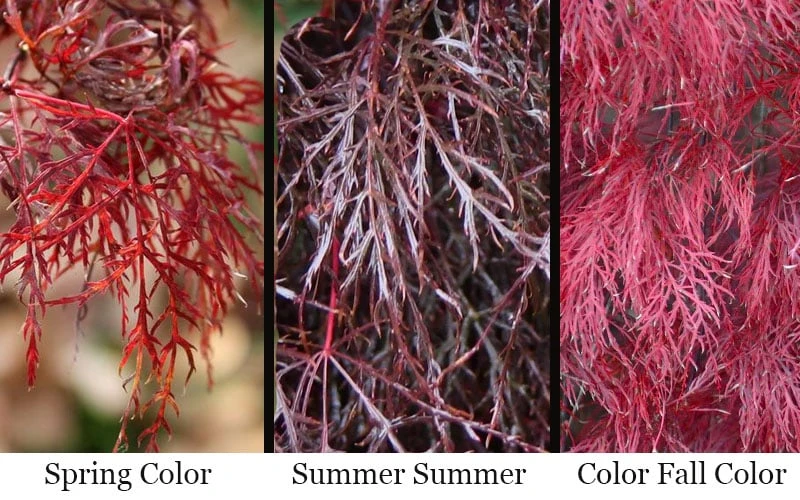 Red Filigree Lace Weeping Japanese Maple - 3 Gallon Pot Red Filigree Lace Weeping Japanese Maple - 3 Gallon Pot -Garden Plants shop acer palmatum red filigree japanese maple 7