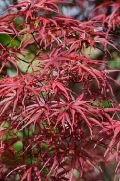 Red Pygmy Japanese Maple - 2 Gallon Pot -Garden Plants shop acer palmatum red pygmy japanese maple 10