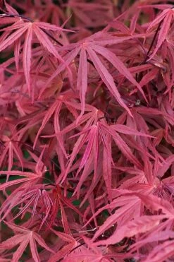 Red Pygmy Japanese Maple - 2 Gallon Pot -Garden Plants shop acer palmatum red pygmy japanese maple 2