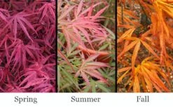 Red Pygmy Japanese Maple - 2 Gallon Pot -Garden Plants shop acer palmatum red pygmy japanese maple 3