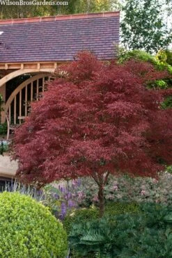 Red Pygmy Japanese Maple - 2 Gallon Pot