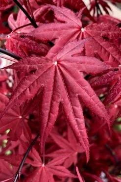 Rhode Island Red Japanese Maple - 3 Gallon Pot -Garden Plants shop acer palmatum rhode island red japanese maple 2