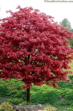 Rhode Island Red Japanese Maple - 3 Gallon Pot -Garden Plants shop acer palmatum rhode island red japanese maple 4