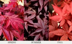 Rhode Island Red Japanese Maple - 3 Gallon Pot -Garden Plants shop acer palmatum rhode island red japanese maple 6