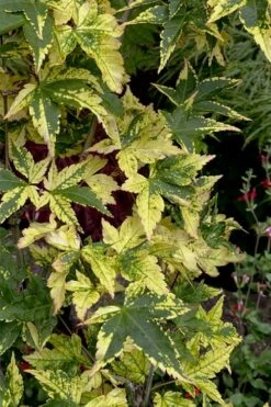 Sagara Nishiki Japanese Maple - 3 Gallon Pot -Garden Plants shop acer palmatum sagara nishiki japanese maple 7