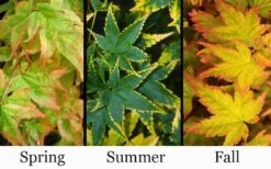 Sagara Nishiki Japanese Maple - 3 Gallon Pot -Garden Plants shop acer palmatum sagara nishiki japanese maple 8