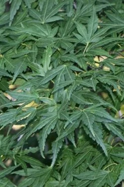 Seiun Kaku Japanese Maple - 3 Gallon Pot -Garden Plants shop acer palmatum seiun kaku japanese maple 11