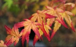 Seiun Kaku Japanese Maple - 3 Gallon Pot -Garden Plants shop acer palmatum seiun kaku japanese maple 13
